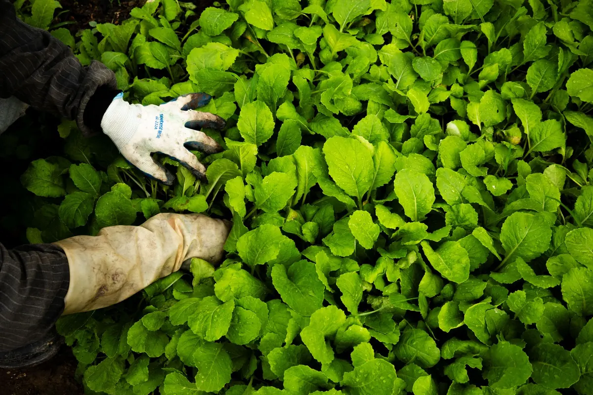 Year-Round Harvesting: Planning Succession Crops for Continuous Yield